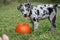 Adorable Catahoula Leopard puppy playing with orange Halloween pumpkin in outdoor yard