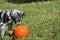 Adorable Catahoula Leopard puppy playing with orange Halloween pumpkin in outdoor yard