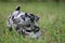 Adorable Catahoula Leopard puppy playing in outdoor yard during a sunny day