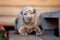 adorable catahoula puppy lying down