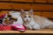 Adorable cats atop a wooden bench in a cozy setting, creating a heartwarming scene