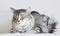 Adorable cats, silver version of siberian breed on a white sofa