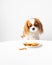 Adorable (Cavalier King Charles Spaniel)   dog enjoying a dog snack from a white plate