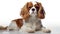 Adorable Cavalier King Charles Spaniel Dog on White Background AI Generated