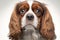 Adorable Cavalier King Charles Spaniel in High Resolution for Your Next Pet Project.