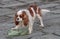 Adorable Cavalier King Charles Spaniel with a plastic bottle