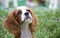 Adorable Cavalier King Charles Spaniel puppy basking in the sun