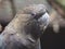 Adorable Charismatic Friendly Glossy Cockatoo.