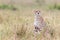 Adorable cheetah (Acinonyx jubatus) in Masai Mara national reserve in Kenya