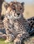 Adorable cheetah (Acinonyx jubatus) in Masai Mara national reserve in Kenya