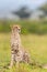 Adorable cheetah (Acinonyx jubatus) sitting on the grass in Masai Mara national reserve in Kenya