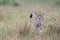 Adorable cheetah (Acinonyx jubatus) walking in Masai Mara national reserve in Kenya