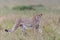 Adorable cheetah (Acinonyx jubatus) walking in Masai Mara national reserve in Kenya