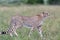 Adorable cheetah (Acinonyx jubatus) walking in Masai Mara national reserve in Kenya