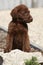 Adorable chesapeake bay retriever puppy on stone