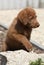 Adorable chesapeake bay retriever puppy on stone