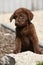 Adorable chesapeake bay retriever puppy on stone