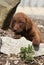 Adorable chesapeake bay retriever puppy on stone