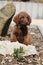 Adorable chesapeake bay retriever puppy on stone