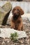 Adorable chesapeake bay retriever puppy on stone