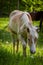 Adorable chestnut halfing foal grazing on the green meadow in the forest