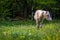 Adorable chestnut halfing foal pasturing on the green meadow in the forest