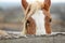 Adorable chestnut horse in outdoor stable, closeup. Lovely domesticated pet