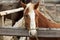 Adorable chestnut horse in outdoor stable. Lovely domesticated pet