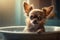 Adorable Chihuahua dog in a bath, vintage setting