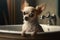 Adorable Chihuahua dog in a bath, vintage setting