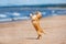 Adorable chihuahua dog dancing on a beach