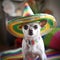 Adorable chihuahua dog with mexican sombrero hat. Happy Cinco De Mayo fashion