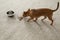 Adorable Chihuahua dog near feeding bowl on carpet indoors