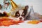 Adorable chihuahua dog wearing a New Year conical hat with maple leaves on festive background concept.