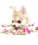 Adorable chihuahua puppy with roses