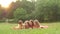 Adorable children reading a book on a lawn together summer nice afternoon. Slow motion