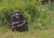 Adorable chimpanzee sitting and laughing on the forest floor in the wild Ol Pejeta Conservancy, Kenya