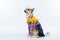 Adorable Chinook dog stands wearing a classic cowboy outfit on a white background
