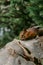 Adorable chipmunk, forest background, Canada