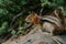 Adorable chipmunk, forest background, Canada