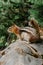 Adorable chipmunk, forest background, Canada