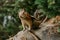 Adorable chipmunk, forest background, Canada