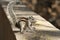 Adorable chipmunk on a rocky surface