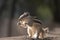 an adorable chipmunt eating something in the forest or in the jungle