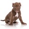 adorable chocolate brown pit bull puppy