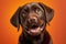 Adorable chocolate Labrador puppy dog smiling against vivid orange background