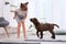 Adorable chocolate labrador retriever and little girl