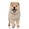 Adorable chow chow with blue tongue exposed standing