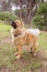 An adorable Chow Chow dog in a forest