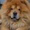 Adorable Chow Chow dog: lion in the city. Fluffy chow chow dog looking at the camera.